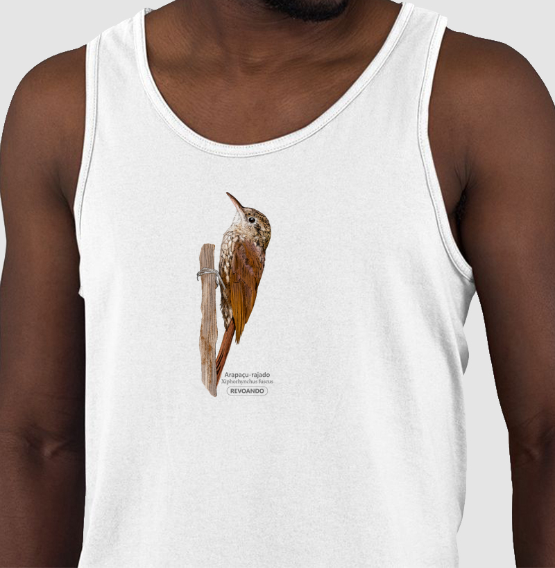 Aves do Brasil - Arapaçu-rajado - Regata