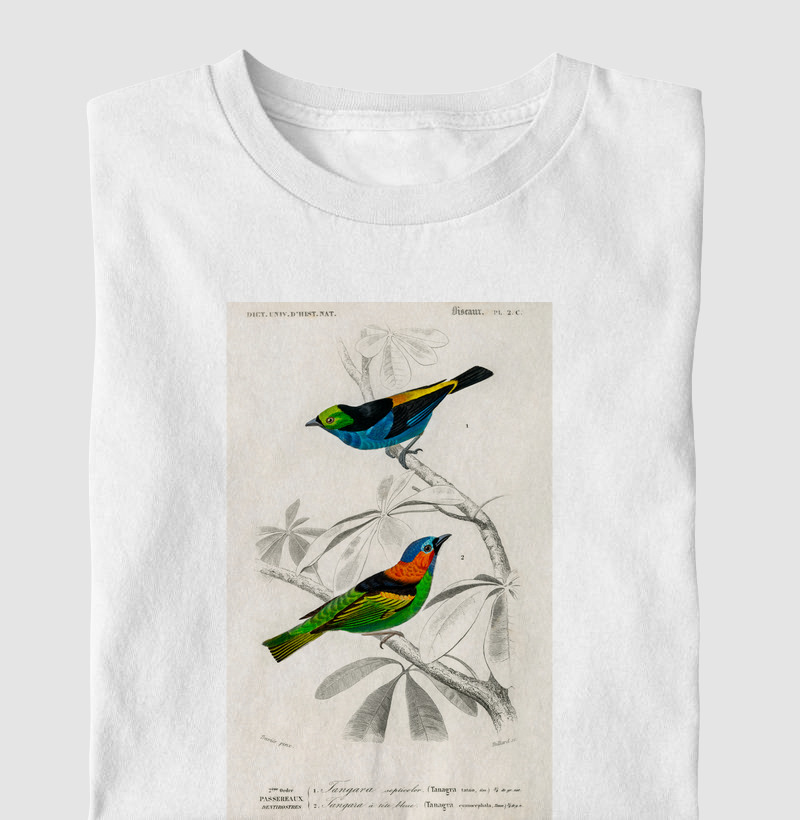Birds