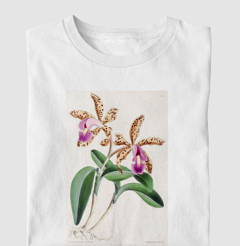 Cattleya Quinquecolor