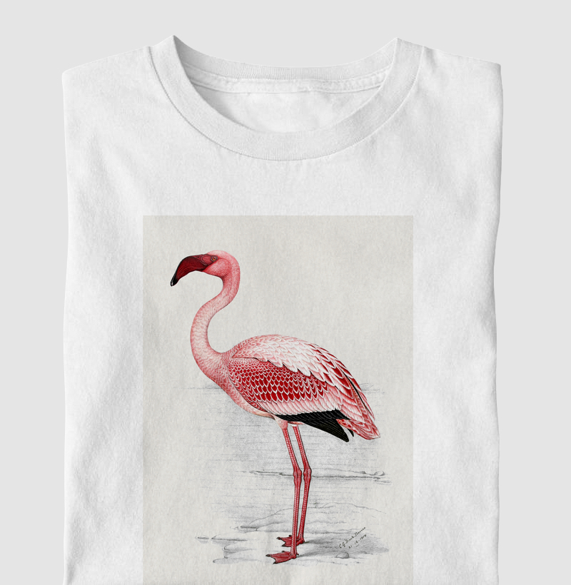 Lesser Flamingo