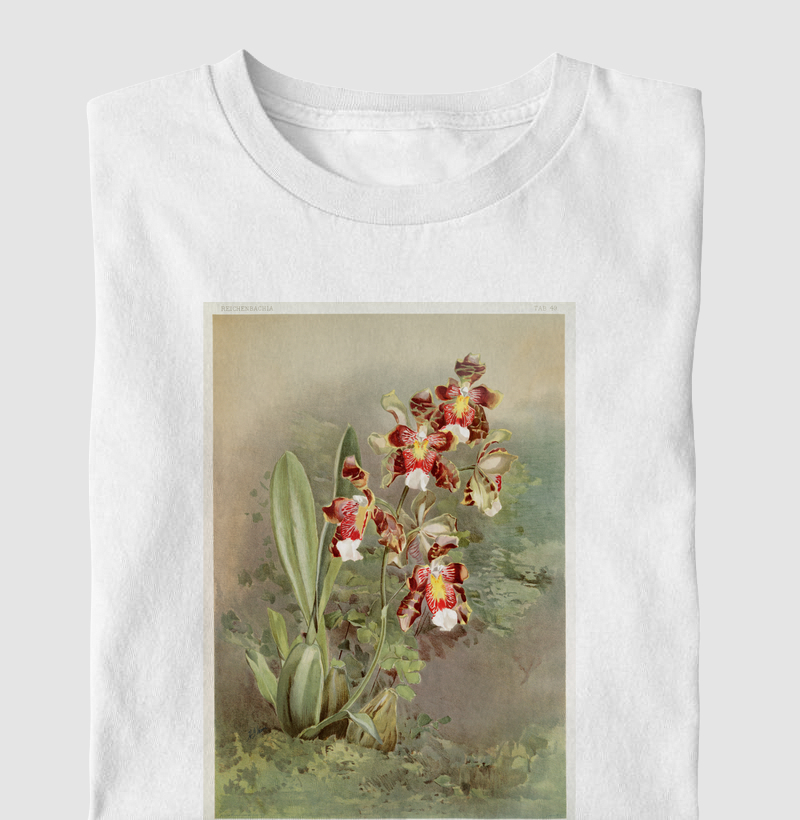 Odontoglossum harryanum