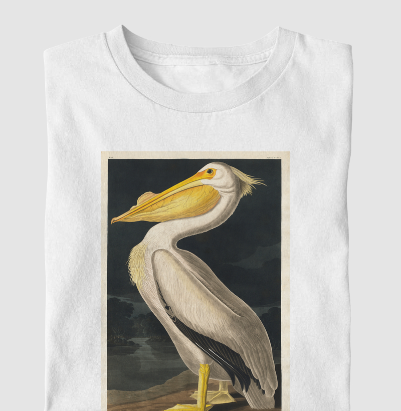 American White Pelican
