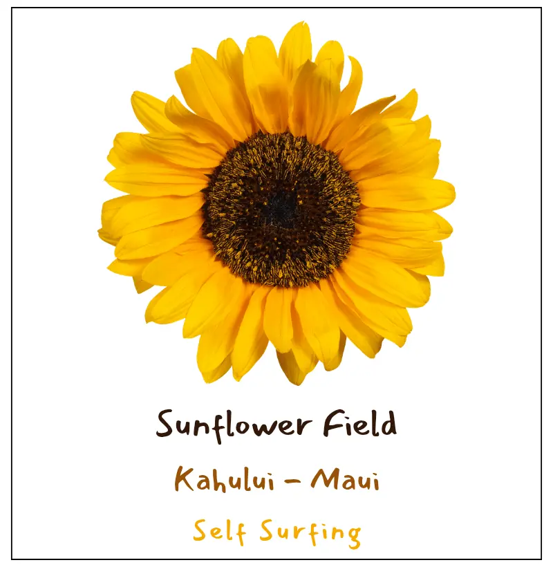 SUNFLOWER FIELD | Produced by Reserva 🦜