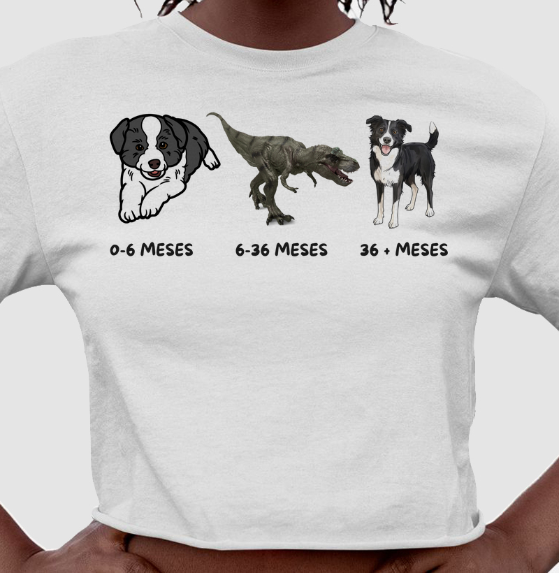 A evolução do border collie