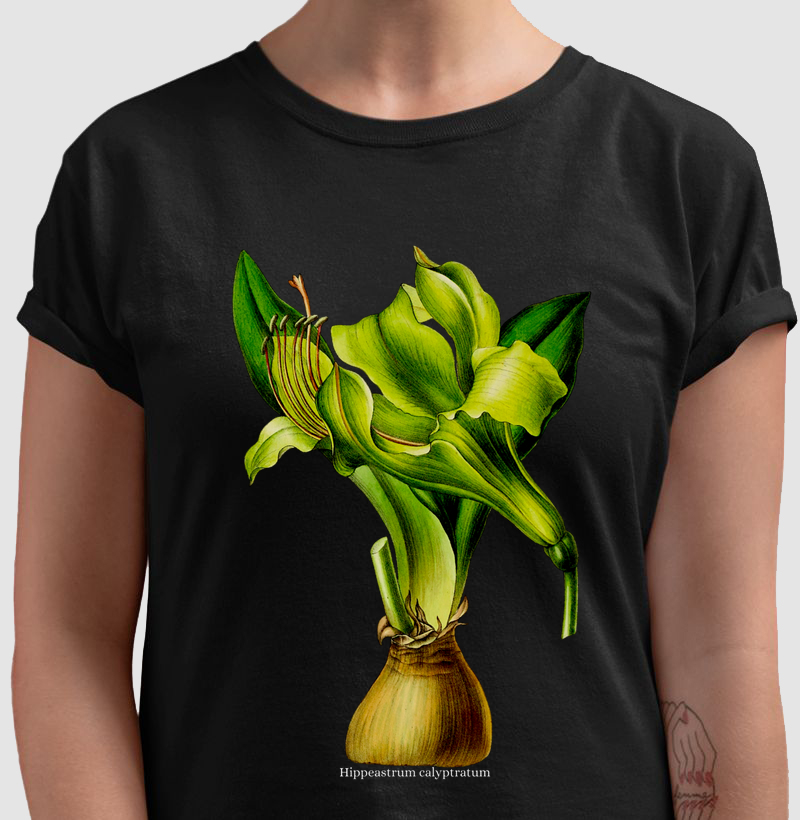 Camiseta Hippeastrum calyptratum
