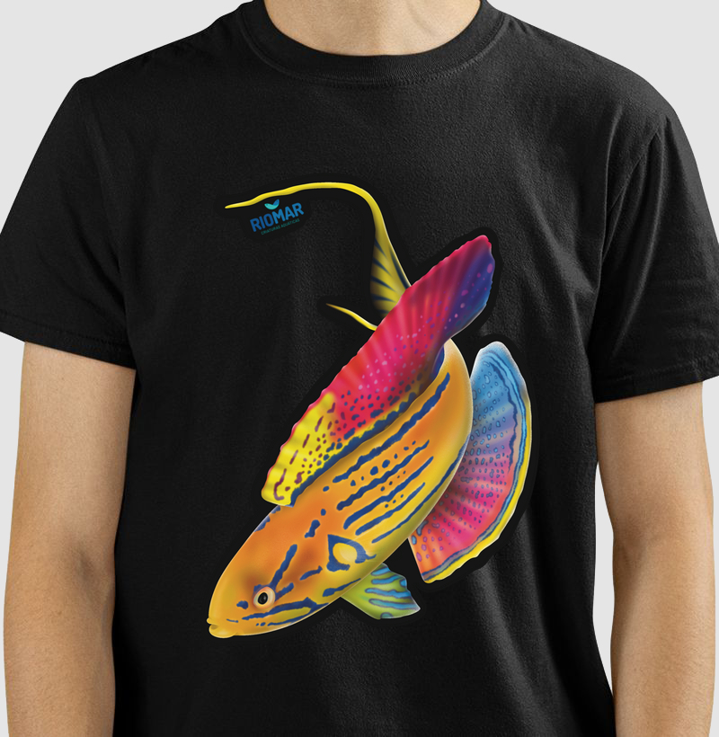 Wrasse Madagascar 