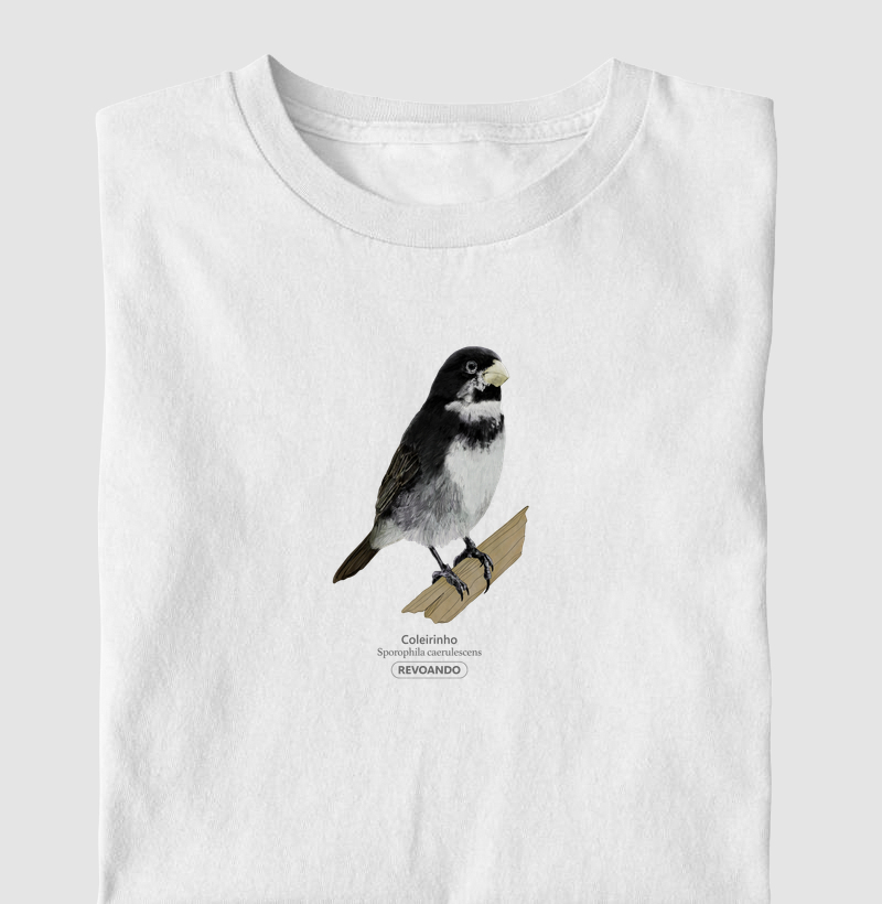 Aves do Brasil - Coleirinho