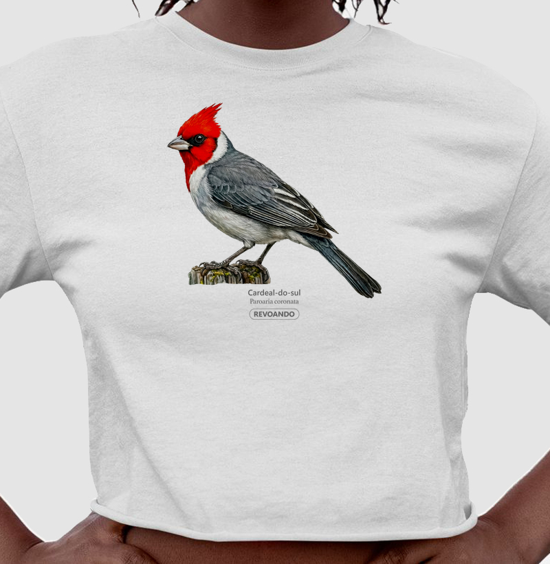 Traços Alados - Cardeal-do-sul - Cropped