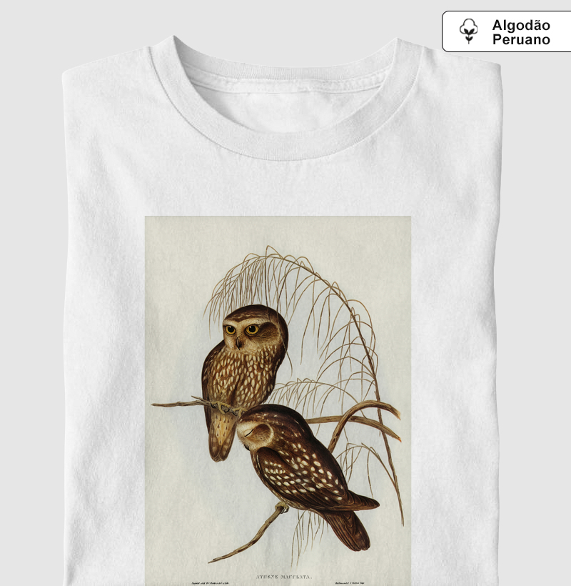 Spotted Owl