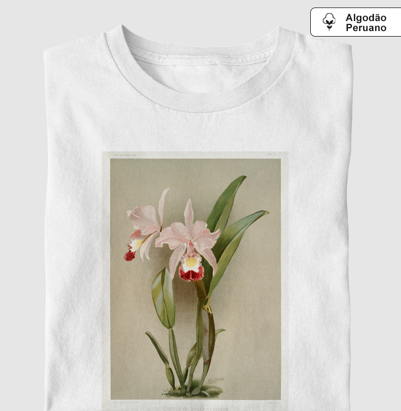 Cattleya Ballantiniana