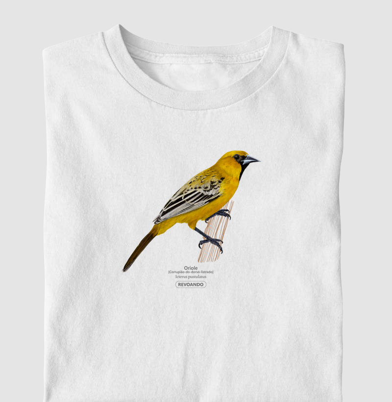 Traços Alados - Oriole 