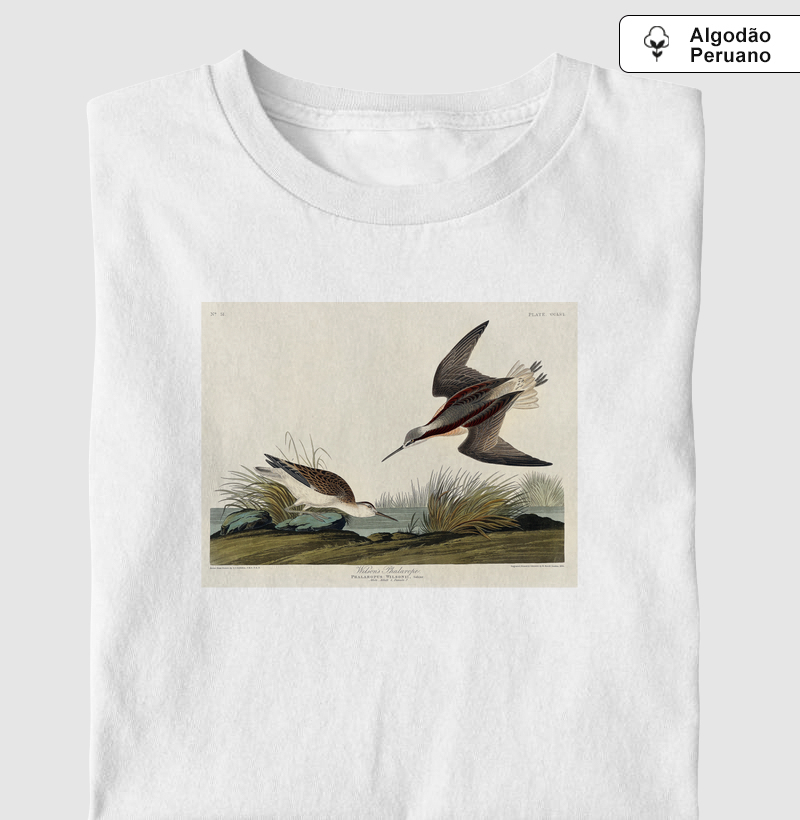 Havell's Tern and Trudeau's Tern