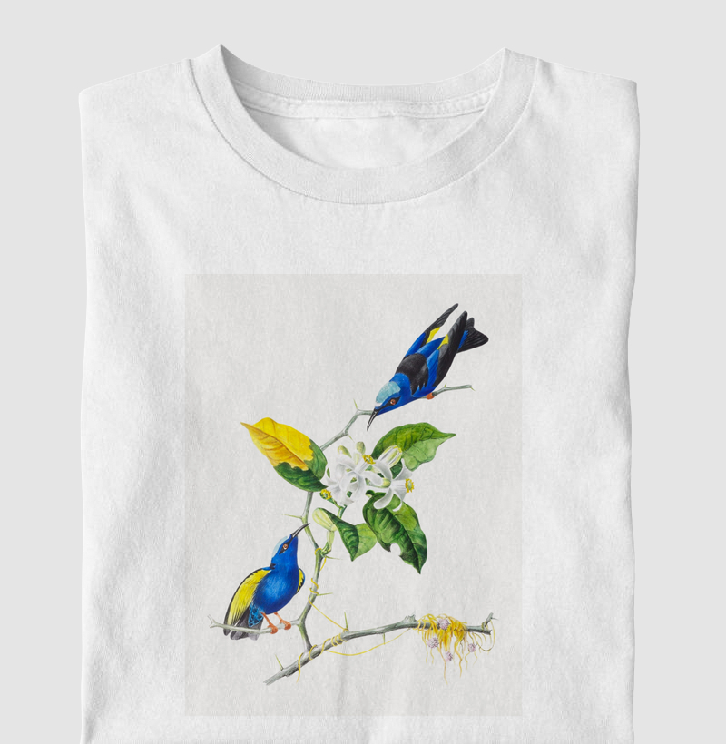 Saíra-beija-flor (Cyanerpes cyaneus)