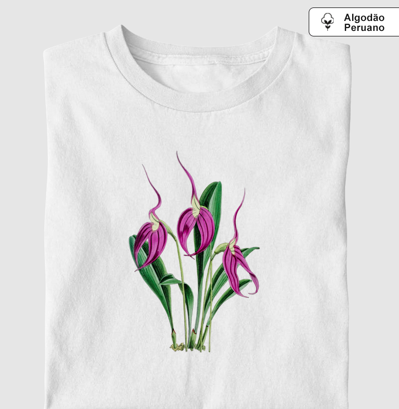 Masdevallia Harryana