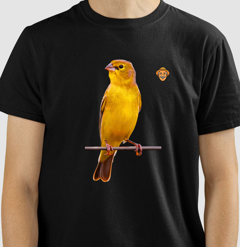 Canário da terra Brasil 