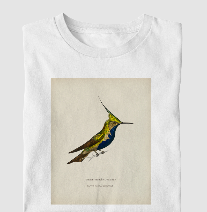 Green-crowned Plovercrest