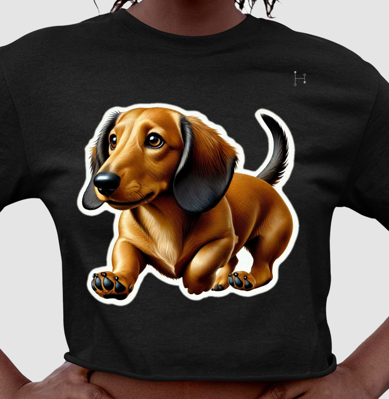 Dachshund 