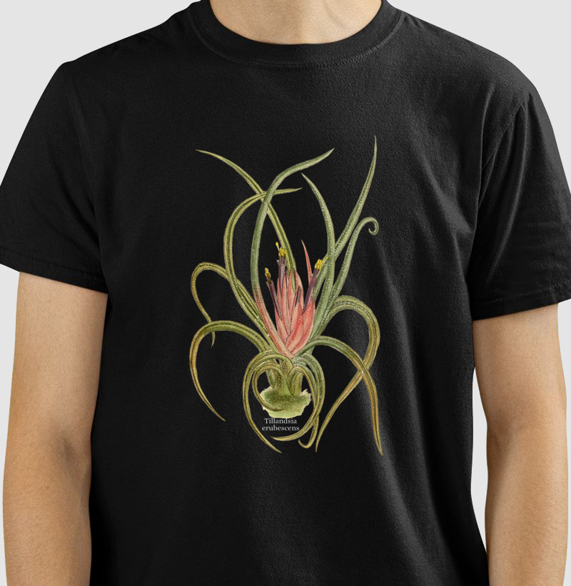 Camiseta Tshirt Tillandsia erubescens