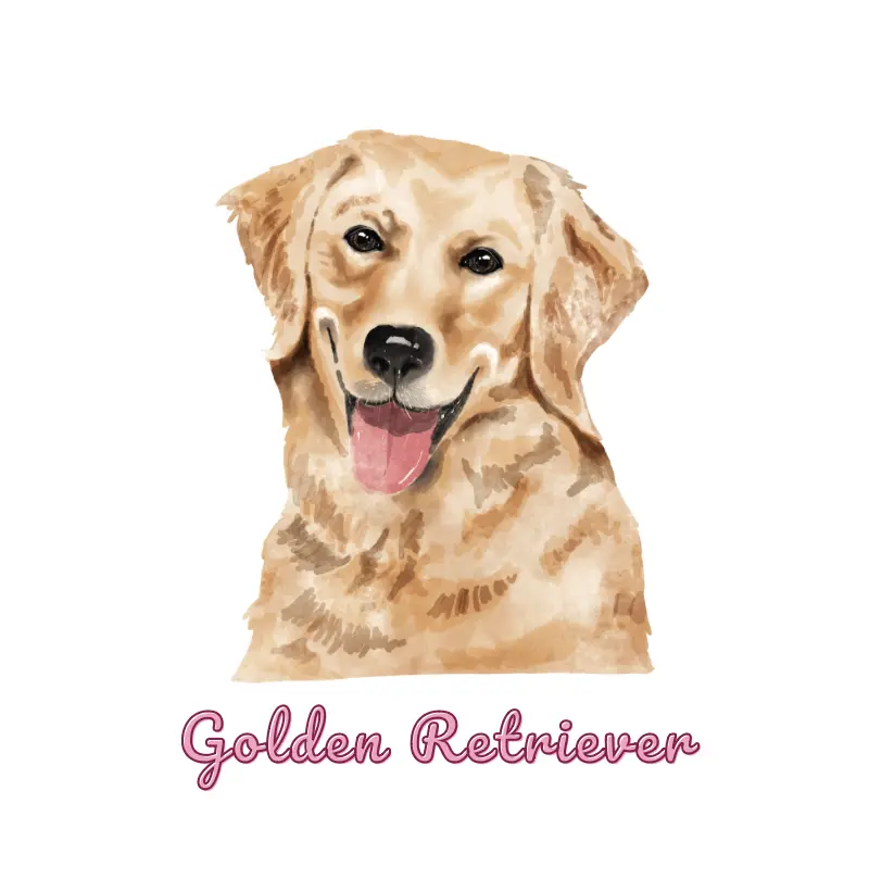 Golden Retriever 