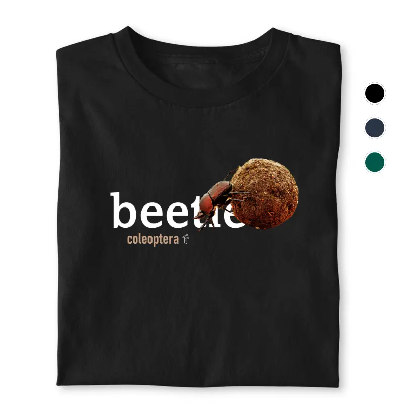 Beetle 2