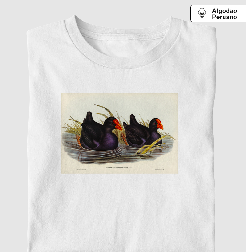 Black-backed Porphyrio