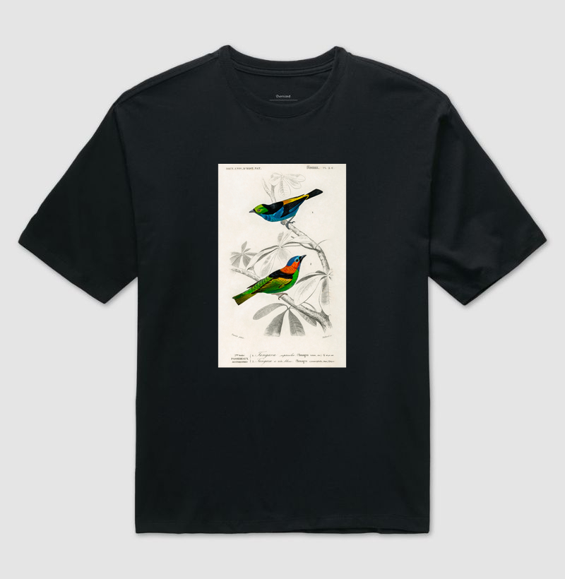Saíra-sete-cores e Saíra-militar