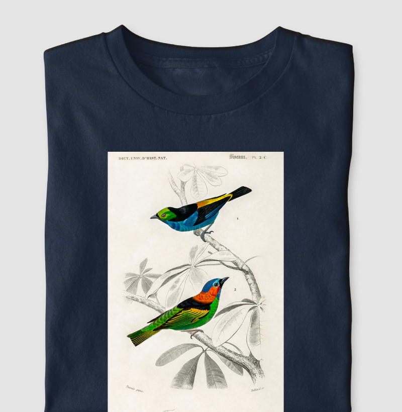 Saíra-sete-cores e Saíra-militar