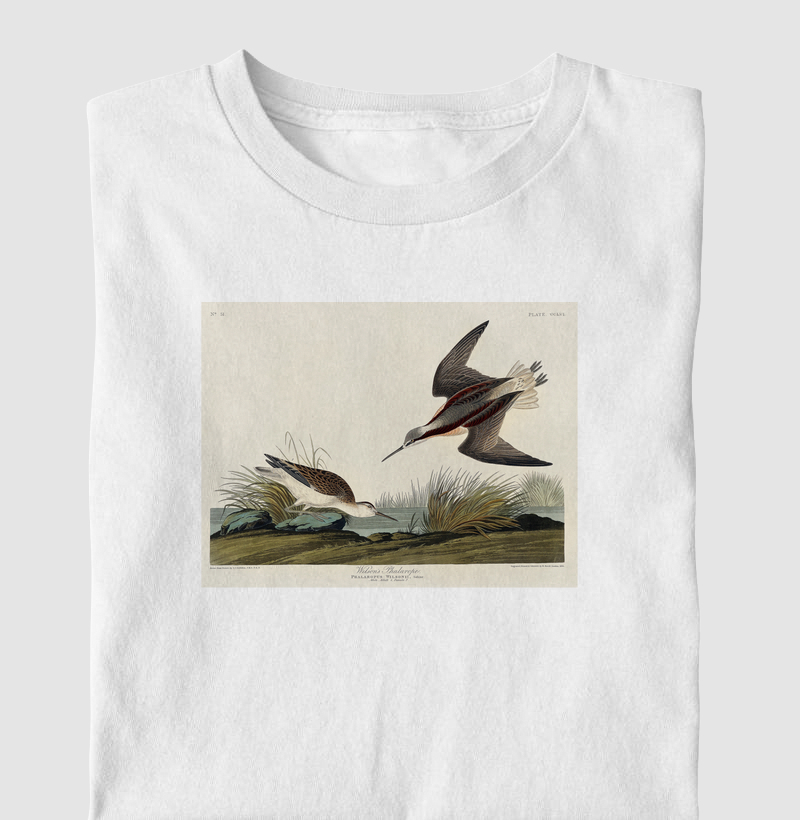Havell's Tern and Trudeau's Tern