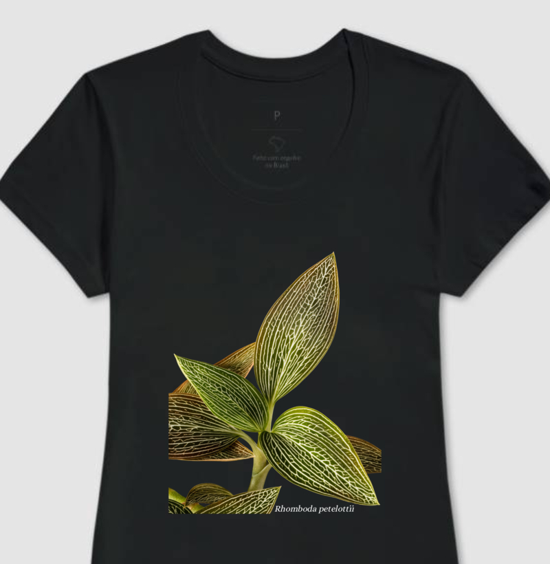 Baby Look Rhomboda petelottii Jewel Orchid