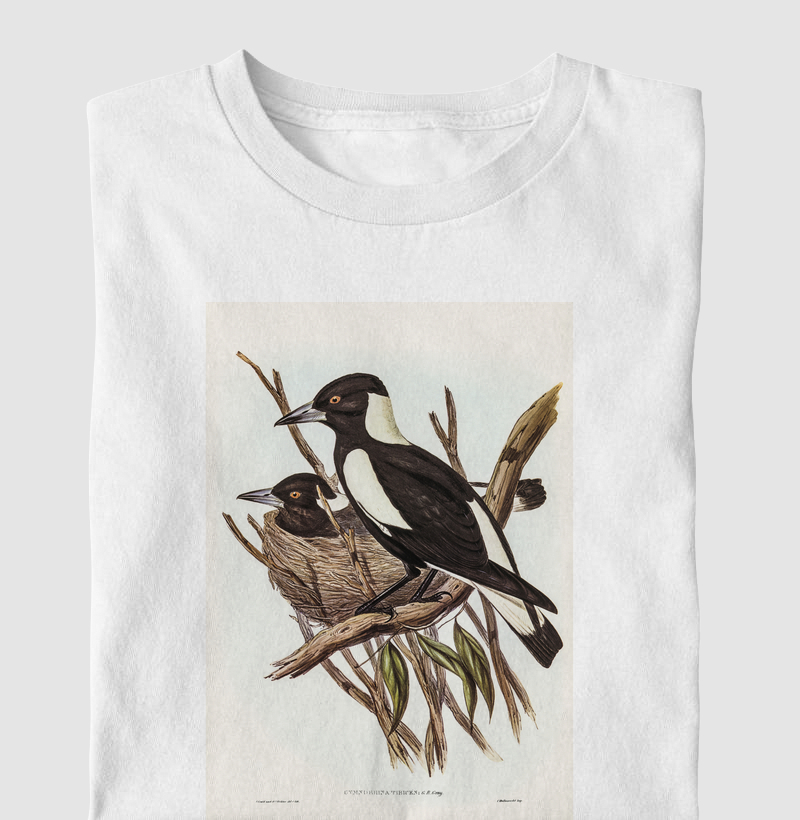 Piping Crow-Shrike
