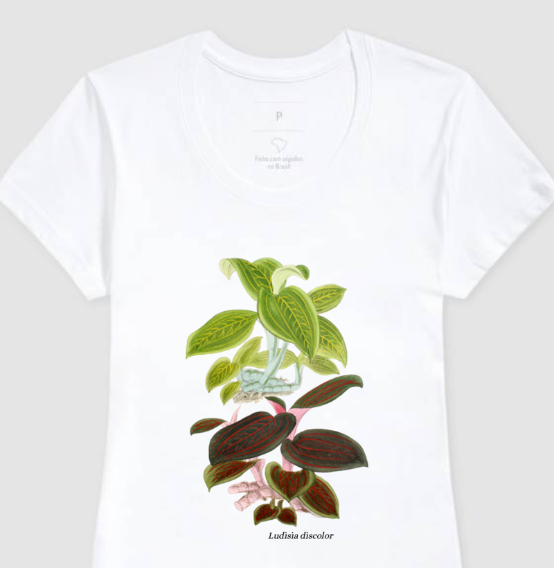 Baby Look Ludisia discolor