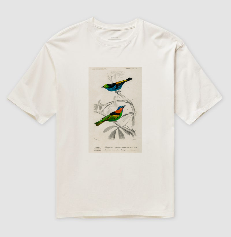Saíra-sete-cores e Saíra-militar