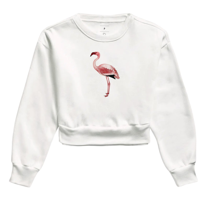 Lesser Flamingo