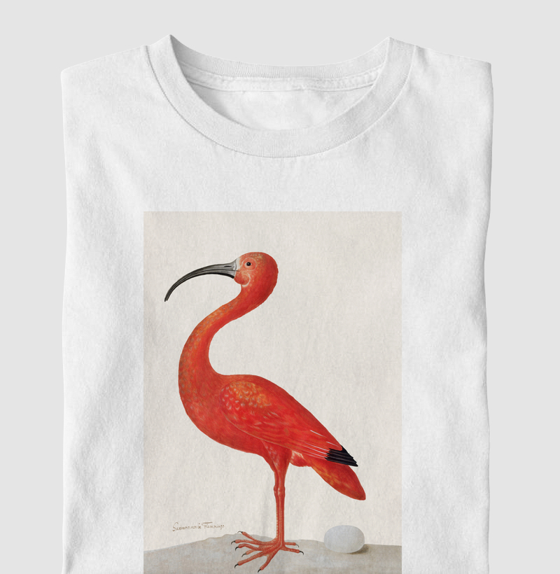 Scarlet Ibis