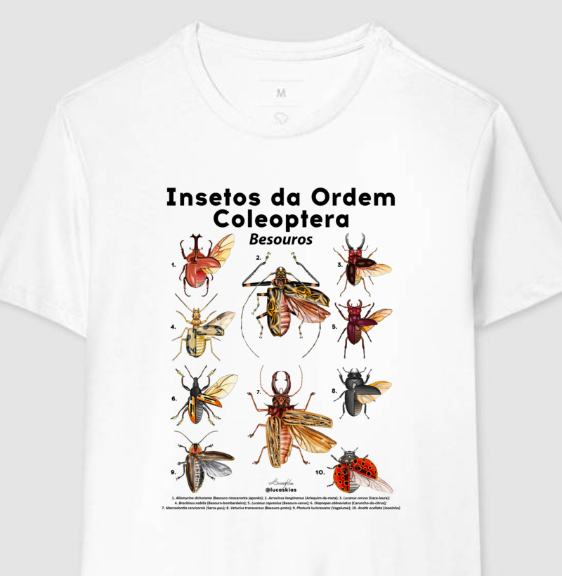 Insetos da Ordem Coleoptera | Besouros - Modelo A