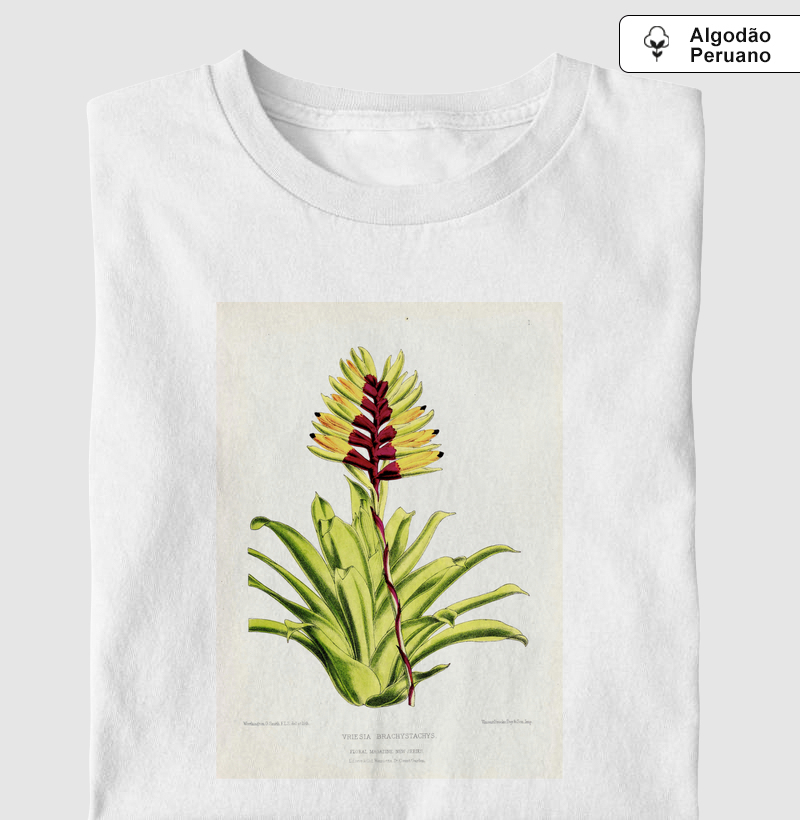 Vriesia Brachystachys