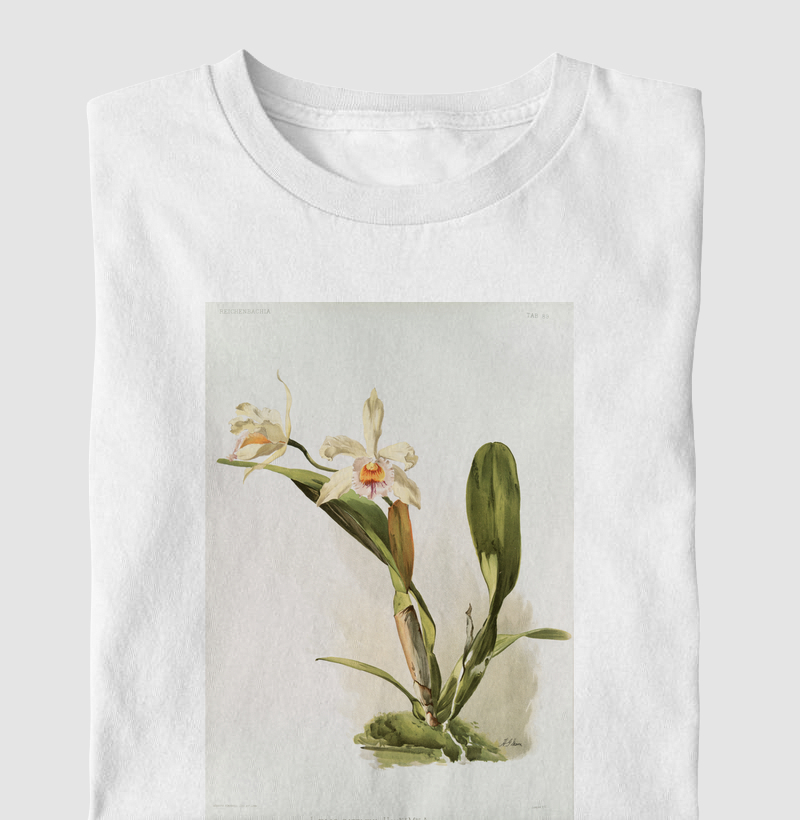 Laeliocattleya Honble Mrs Astor