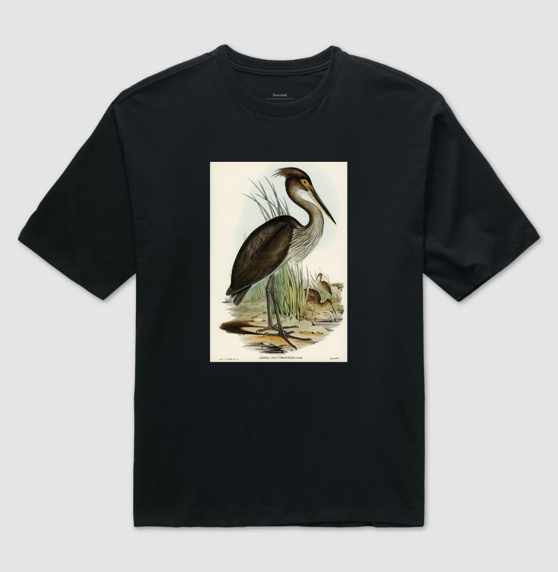 Ardea rectirostris