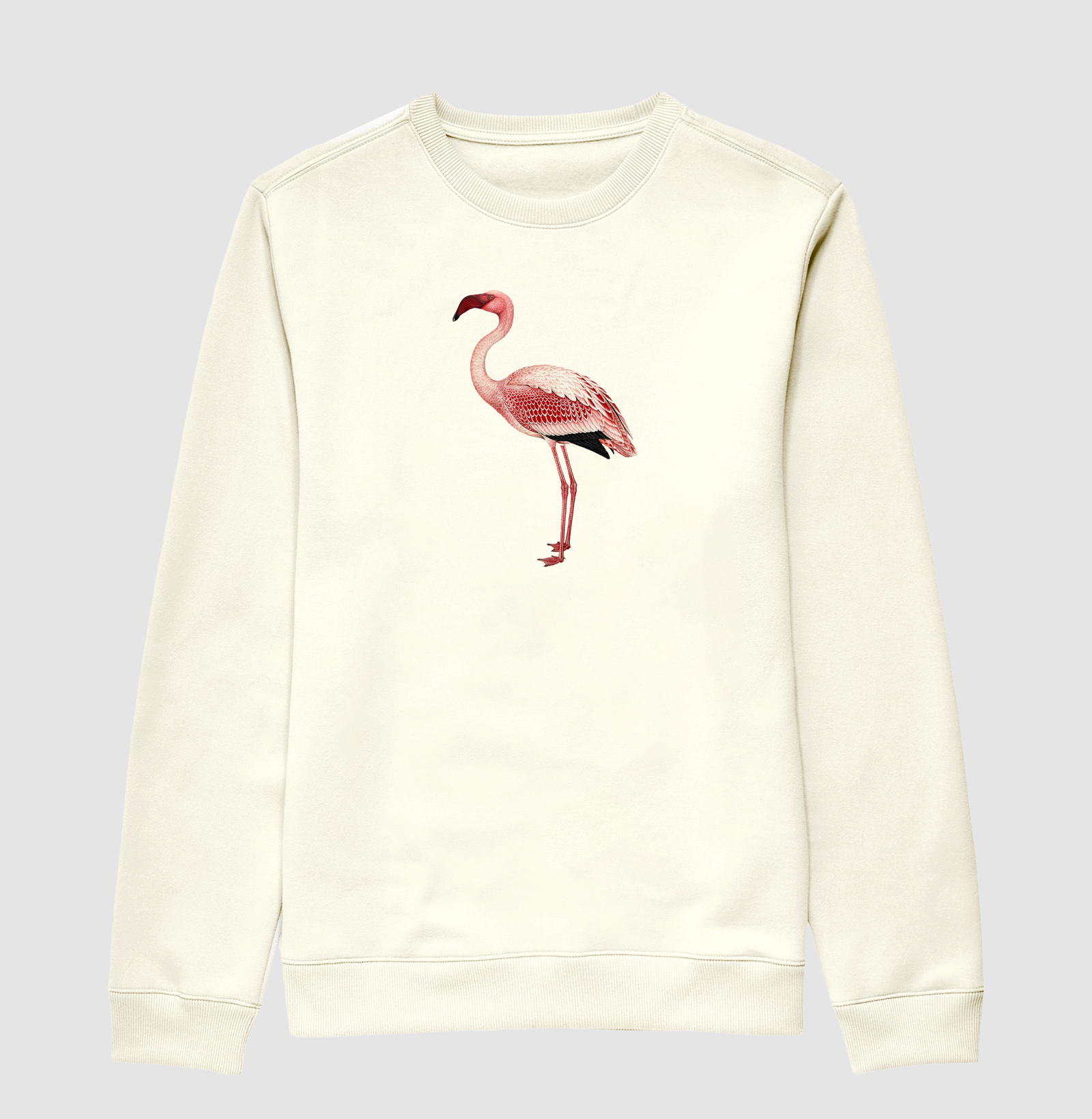 Lesser Flamingo