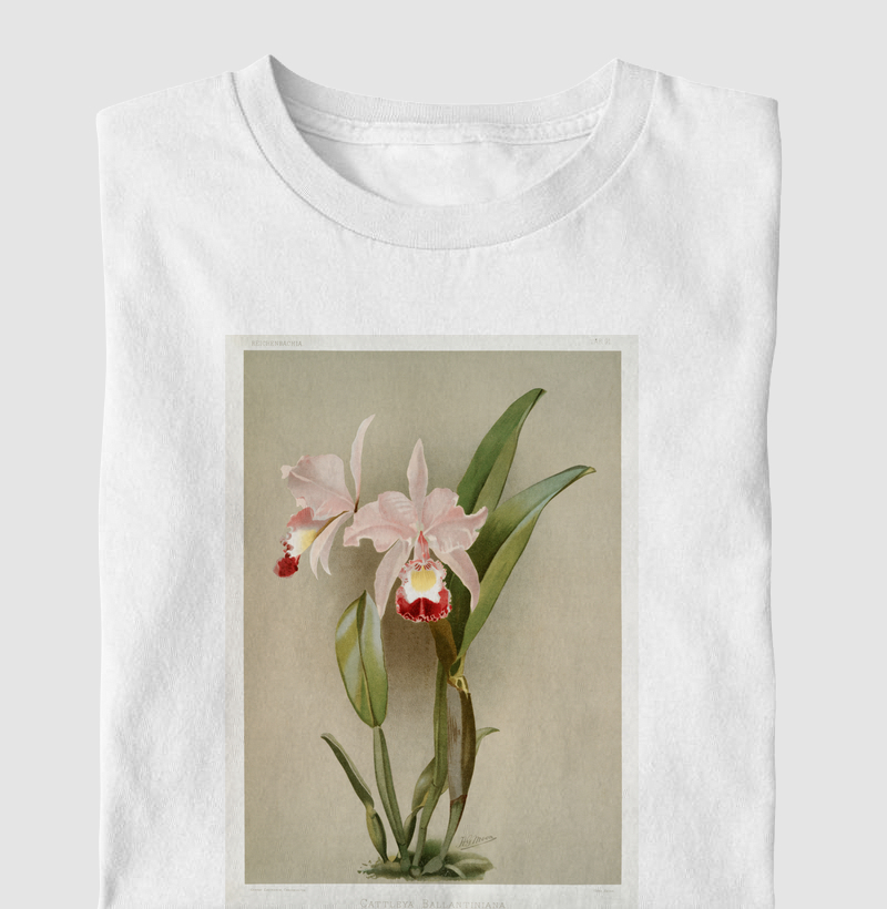 Cattleya Ballantiniana