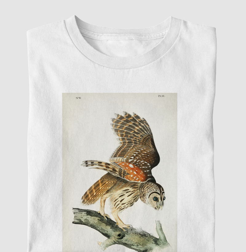 Barred owl