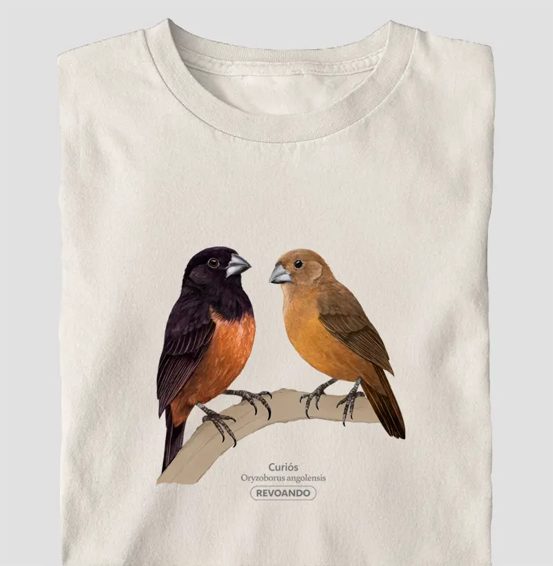 Aves do Brasil - Casal de Curiós - Oversized