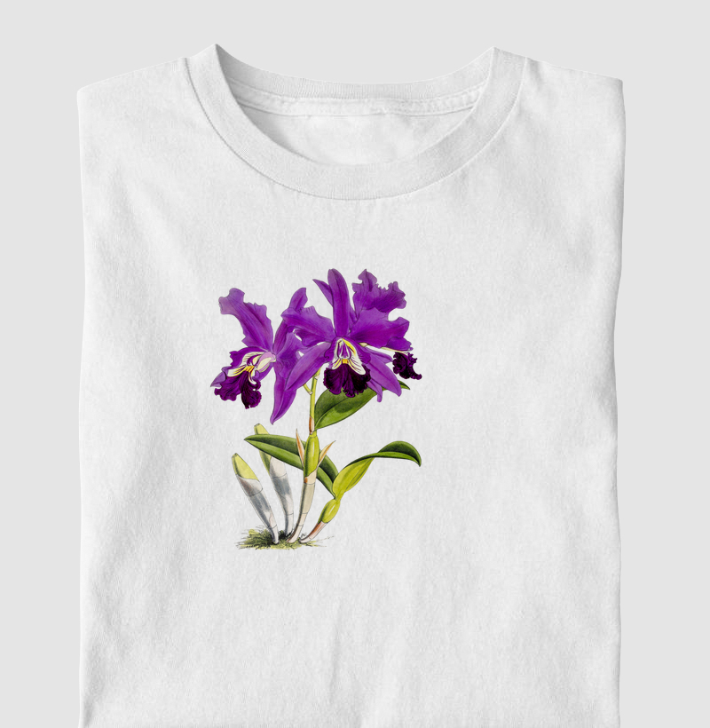 Cattleya Mardellii