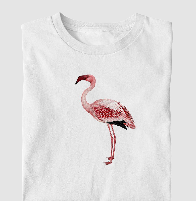 Lesser Flamingo
