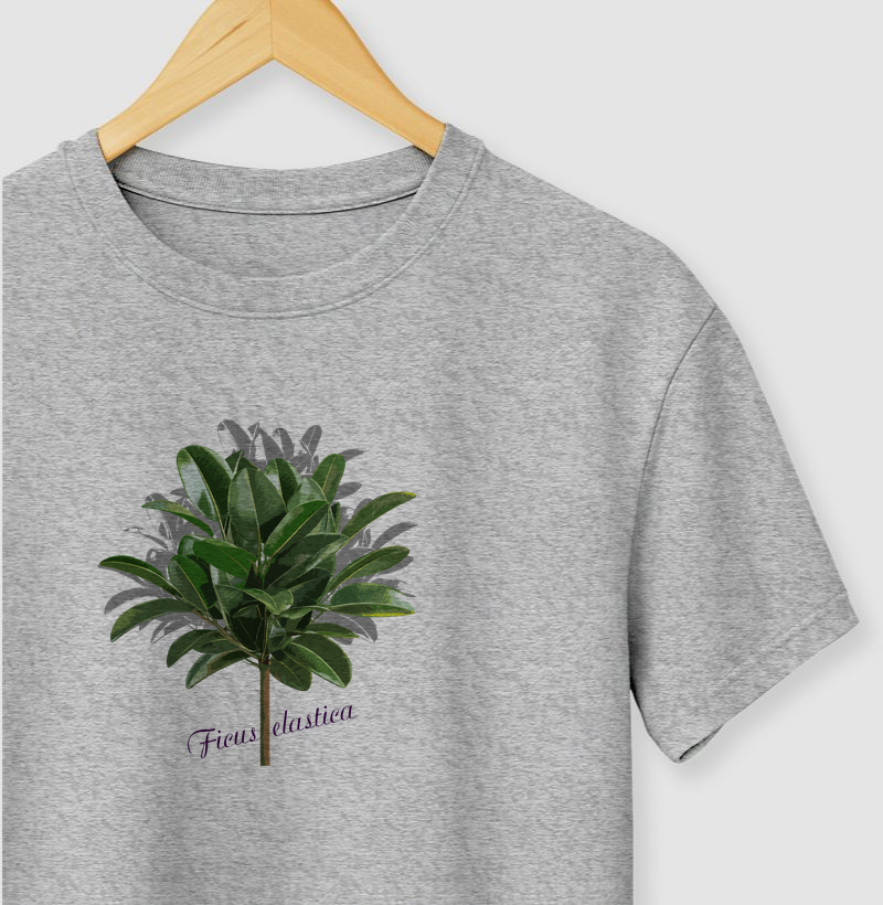 Ficus elastica