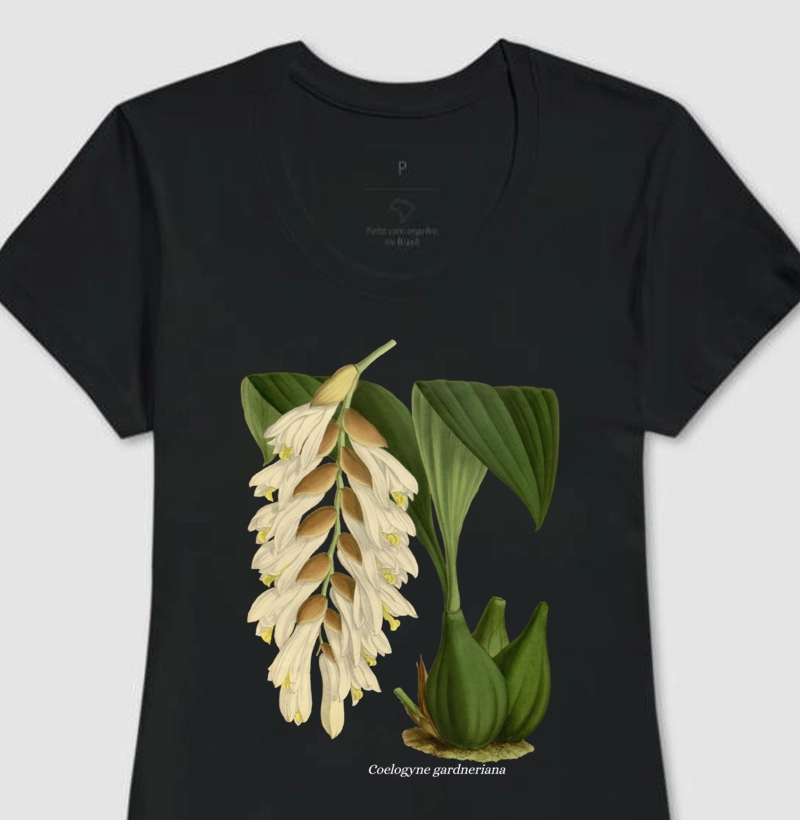 Baby Look Coelogyne gardneriana