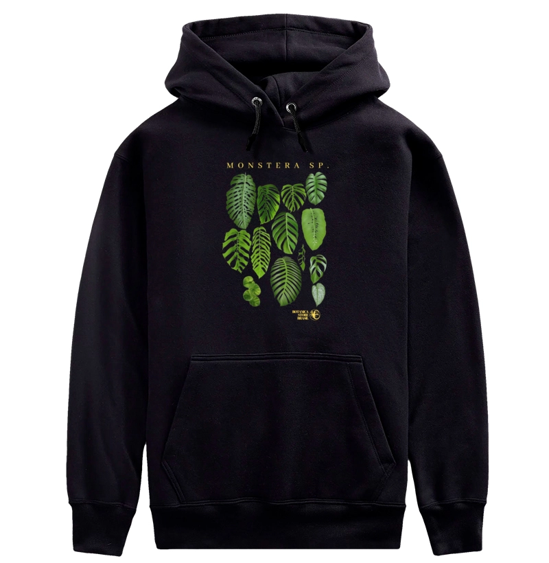 MONSTERA SP II