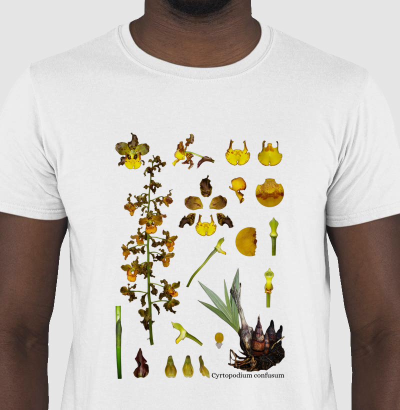 Camiseta Cyrtopodium confusum