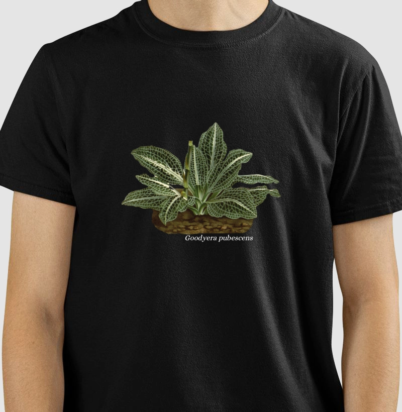 Camiseta Goodyera pubescens