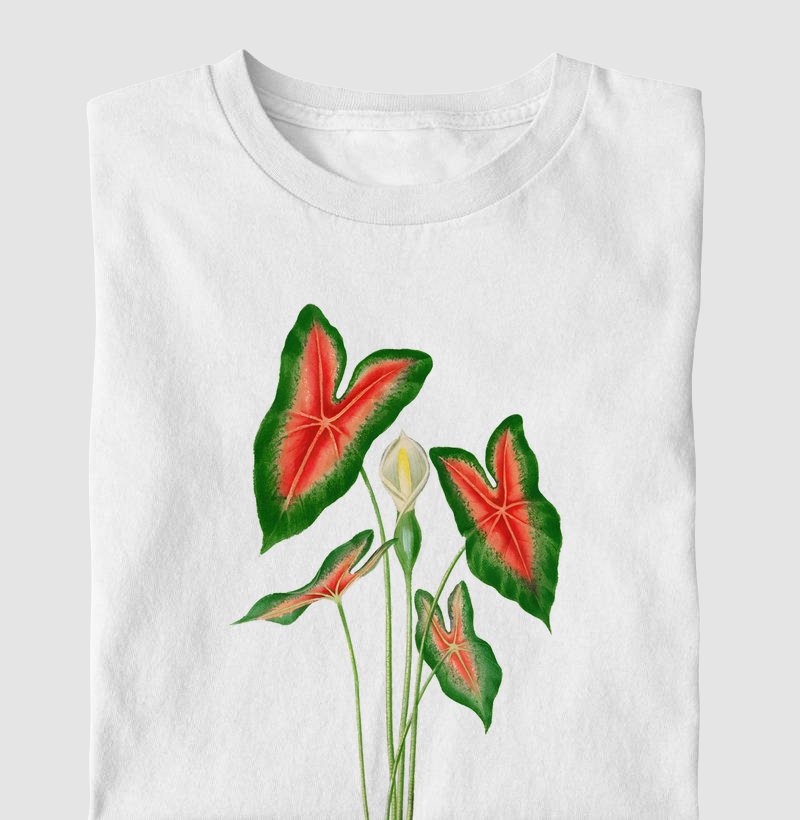 Caladium